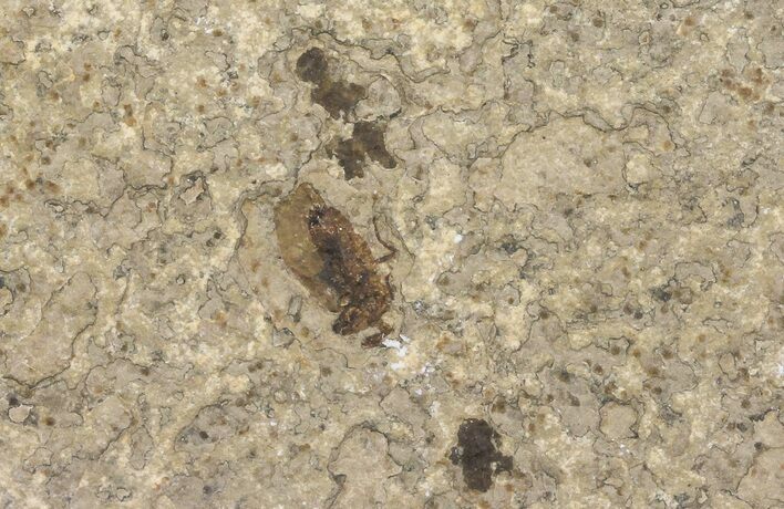 Fossil March Fly (Plecia) - Green River Formation #67640